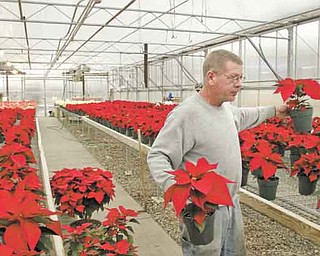 Richard Graney, who works in the land-management area at Villa Maria Farm, tends to poinsettias in the greenhouse on the grounds of Villa Maria Community Center in Villa Maria, Pa. The greenhouse, heated by a wood-burning furnace, produces seasonal flowers and plants and is part of the farm operation. 