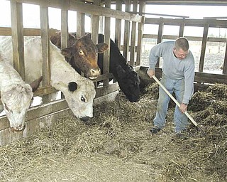 Richard Graney tends to cattle on Villa Farm, where White Parks, shorthorn and a black Angus mix graze in the fields. The farm has a small sheep herd. Sisters of the Humility of Mary lived off the land when they arrived in the United States in 1864.