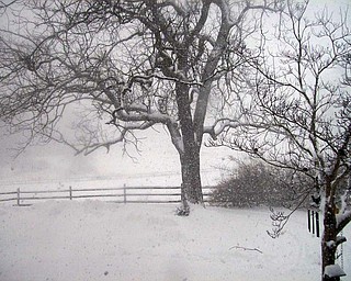 In this user-submitted photos, a tree in Kinsman is home to birds toughing out the winter storm. To submit your own winter photos, e-mail weather@vindy.com.