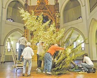 Volunteers at  the Youngstown church work on steadying the blue spruce that will decorate the sanctuary for Christmas. The tree will be arrayed with some 9,600 white lights. It had been targeted for uprooting in the city’s Operation Redemption program to clean up the South Side neighborhood near St. Dominic Church.