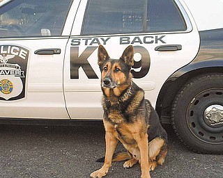 Kaz, police dog for Beaver Township, is one of several featured in the Mahoning County K-9 Units 2011 Calendar. The calendars cost $15, and proceeds will benefit several local canine units.