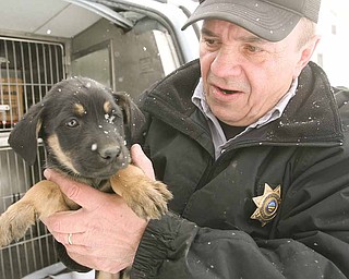 Dave Nelson, Mahoning County dog warden, holds one of several puppies he found Wednesday under a porch on Halleck Street on Youngstown’s North Side. The puppies will be taken to the county dog pound, given their shots and made available for adoption.