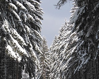 In this photo taken by Jeff Cramer of Poland, his wife (in blue) goes through the pines off of the Tannebaum Chair Lift at Holiday Valley, N.Y. Cramer says, "Skiing is the best way I know to enjoy the extra snow this winter!"