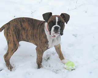 Jasmine, a 4-month-old Boxer puppy belonging to Tracy Burman of Salem, plays in the snow in the back yard. Photo sent in by Tracy Burman.
