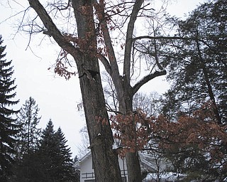 Junior the cat chases a squirrel up a tree. Photo sent in by owner Kate Finney.