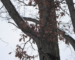Junior the cat chases a squirrel up a tree. Photo sent in by owner Kate Finney.
