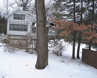 Junior the cat goes out on a limb. Photo sent in by owner Kate Finney.