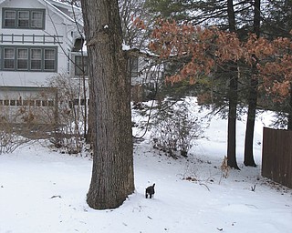 Is it time to give up the chase? Junior the cat rethinks his strategy. Photo sent in by owner Kate Finney.