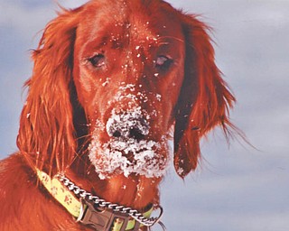 Jeff Olsavsky of Coitsville Township says his 1-year-old Irish Setter, Danny Boy, is loving his first winter of playing in the snow.