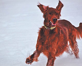 Jeff Olsavsky of Coitsville Township says his 1-year-old Irish Setter, Danny Boy, is loving his first winter of playing in the snow.