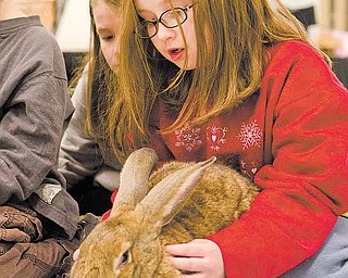 Brighid Donnelly, 8, of Austintown, learns to massage her pet rabbit, Andy, Saturday afternoon at Petco in Boardman.