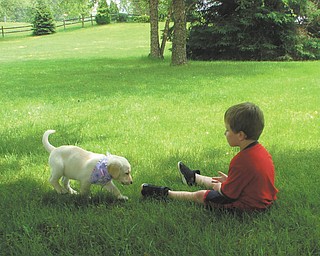 Finn O'Hara of Hubbard plays with Scout, a Labrador puppy.
