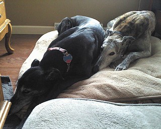 Gina Lariccia of Poland sent in this photo of her two greyhounds who were waiting for a warmer day to come along so they could go outside.