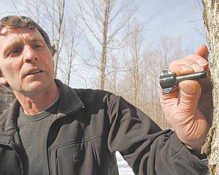 In this March 4, 2011 photo, Peter Purinton puts a check valve tap into a maple tree in Huntington, Vt. The device was developed by maple researchers at the University of Vermont as a means of extending the six-week sugaring season. (AP Photo/Toby Talbot)