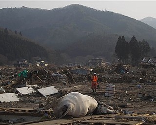 A Japanese rescue team member walks through the completely leveled village of Saito in northeastern Japan Monday, March 14, 2011. Rescue workers used chain saws and hand picks Monday to dig out bodies in Japan's devastated coastal towns, as Asia's richest nation faced a mounting humanitarian, nuclear and economic crisis in the aftermath of a massive earthquake and tsunami that likely killed thousands. 