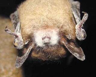 An infected bat hangs in Hall Cave Preserve in Huntingdon County, Pa. The white fungus on its face,
ears and wings gives White-Nose Syndrome its name.