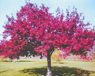 Barbara Cua of Berlin Center sent in this colorful photo of a beautiful tree in her front yard, taken last spring. She said she framed it and it gets her through the winter!