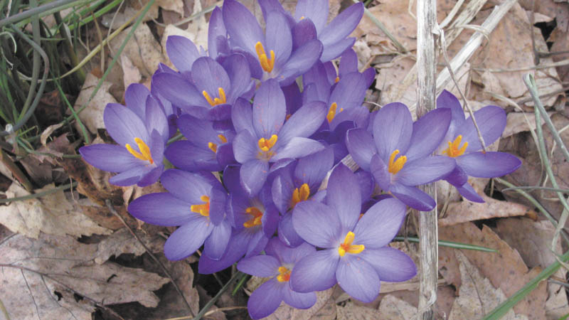 Photo detail
