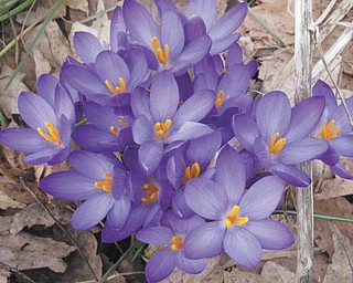 Crocuses — a sure sign of spring! Photo taken in North Jackson and sent in by Sandi Muir, also of North Jackson.