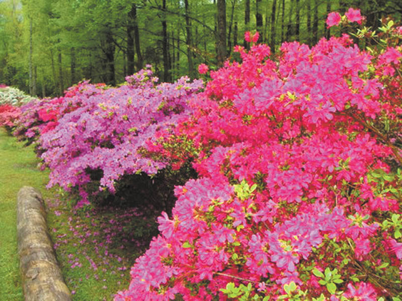 Marie Weaver of North Carolina sent in this photo of spring flowers.