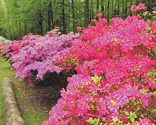 Marie Weaver of North Carolina sent in this photo of spring flowers.