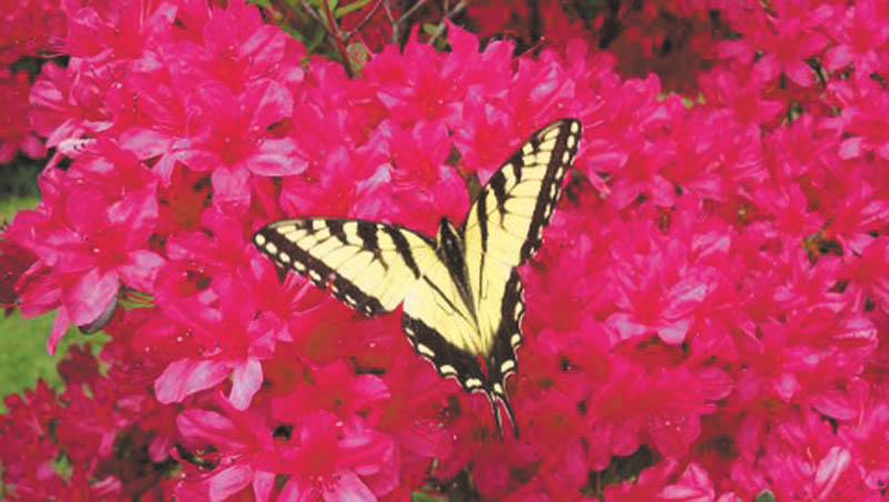 Marie Weaver of North Carolina sent in this photo of spring flowers and a butterfly.