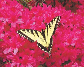 Marie Weaver of North Carolina sent in this photo of spring flowers and a butterfly.