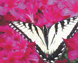Marie Weaver of North Carolina sent in this photo of spring flowers and a butterfly.