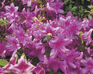 Marie Weaver of North Carolina sent in this photo of spring flowers and a bee.