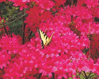 Marie Weaver of North Carolina sent in this photo of spring flowers and a butterfly.