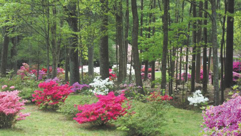 Marie Weaver of North Carolina sent in this photo of trees and spring blossoms.