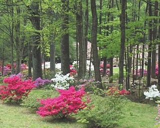 Marie Weaver of North Carolina sent in this photo of trees and spring blossoms.