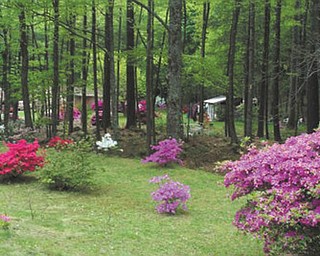 Marie Weaver of North Carolina sent in this photo of trees and spring blossoms.