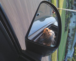 Amanda Fire of Canfield sent in this photo of her dog, Baxter, taken last spring after a run on the bike trail in Austintown. She said Baxter loves to ride that way, and she canÕt wait till spring so he can do it all the time.