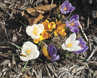 Here are spring flowers in front of St. Patrick School in Hubbard. Mrs. Bond's kindergarten class planted the bulbs. Photo submitted by Roberta Robinson.