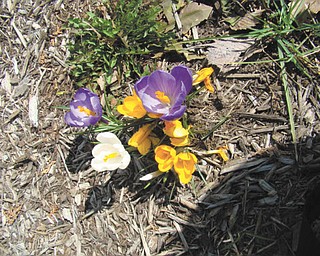 Here are spring flowers in front of St. Patrick School in Hubbard. Mrs. Bond's kindergarten class planted the bulbs. Photo submitted by Roberta Robinson.