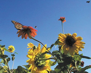 Tricia Hodson of Windham, Ohio, sent in this photo from her garden, saying, "Here's a reminder of what a lovely summer we have to look forward to."