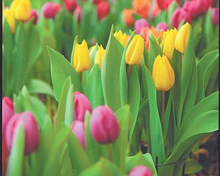 Tulips at Kraynak's Nursery in Hermitage, Pa., make a lovely and colorful sight for shoppers. Photo sent in by Pat McCamy of Austintown.