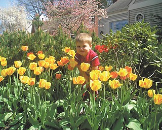 Jackson Spin, 2, of Boardman, enjoyed the neighbor's tulips on a warm day in April of last year. Photo sent in by his mother, Connie Spin.