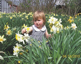 Madison Wright, 2, of Salem, picks flowers in her great-grandfather and great-grandmother's field of daffodils.