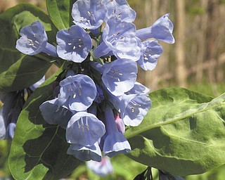 Jennifer Downie of Poland says she is looking forward to the return of the bluebells in Poland Woods, similar to the ones she photographed last April.