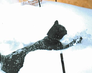Sahara might be springing through the snow ... photo submitted by Lana Van Auker of Canfield.