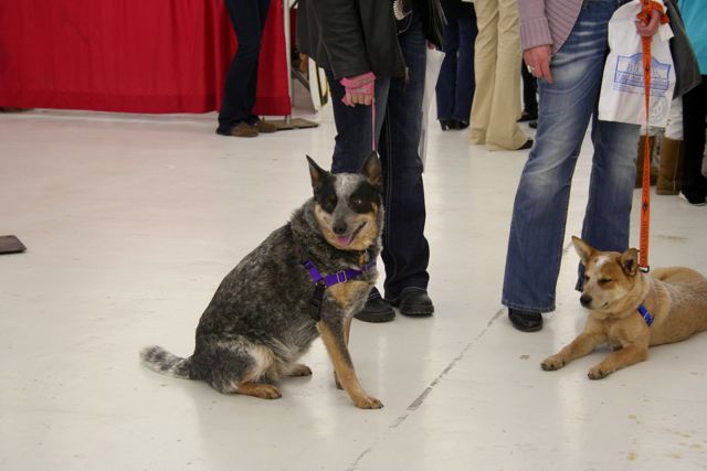 The Northeast Ohio Pet Expo Show & Sale at the Eastwood Expo Center in Niles.