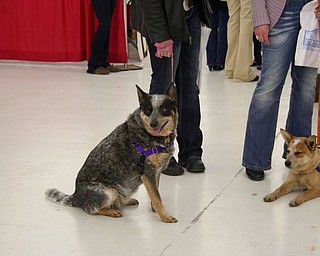The Northeast Ohio Pet Expo Show & Sale at the Eastwood Expo Center in Niles.