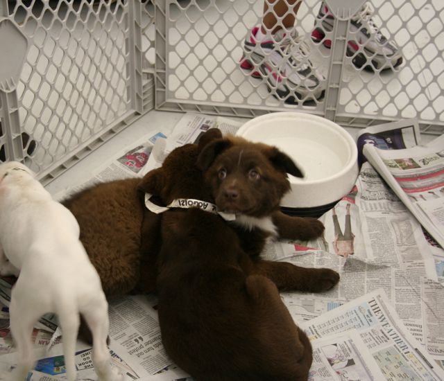 The Northeast Ohio Pet Expo Show & Sale at the Eastwood Expo Center in Niles.