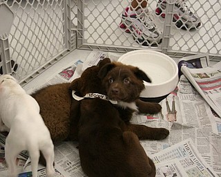 The Northeast Ohio Pet Expo Show & Sale at the Eastwood Expo Center in Niles.