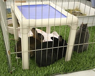 The Northeast Ohio Pet Expo Show & Sale at the Eastwood Expo Center in Niles.