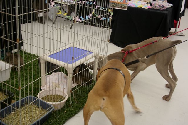The Northeast Ohio Pet Expo Show & Sale at the Eastwood Expo Center in Niles.