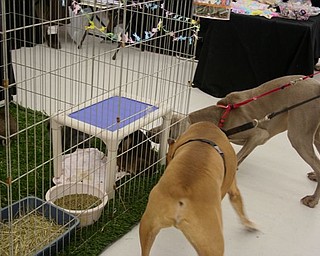 The Northeast Ohio Pet Expo Show & Sale at the Eastwood Expo Center in Niles.