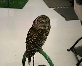 The Northeast Ohio Pet Expo Show & Sale at the Eastwood Expo Center in Niles.